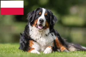 Read more about the article Berner Sennenhundeopdrætter og hvalpe i Polen