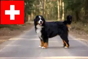 Read more about the article Berner Sennenhunde opdrættere og hvalpe i Schweiz