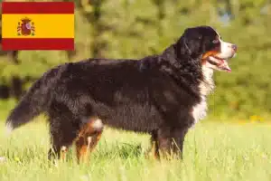 Read more about the article Berner Sennenhundeopdrætter og hvalpe i Spanien