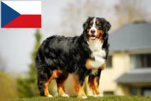 Read more about the article Berner Sennenhundeopdrætter og hvalpe i Tjekkiet