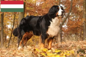 Read more about the article Berner Sennenhundeopdrætter og hvalpe i Ungarn