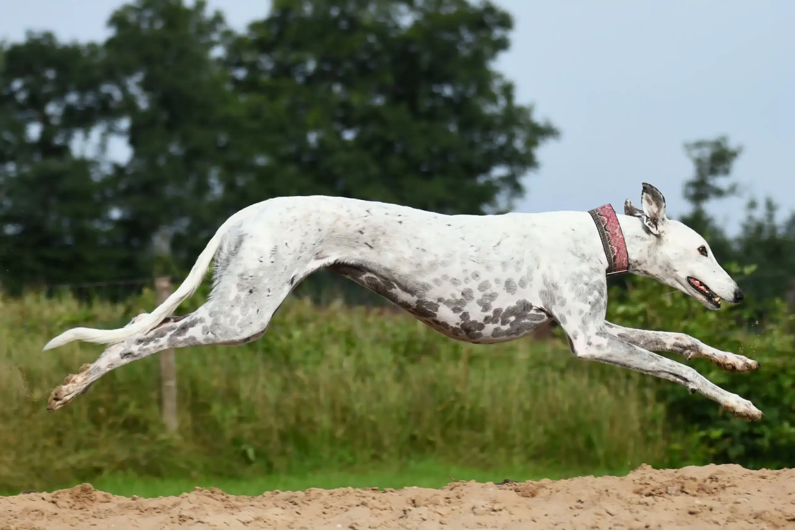 Read more about the article Greyhound-opdrætter