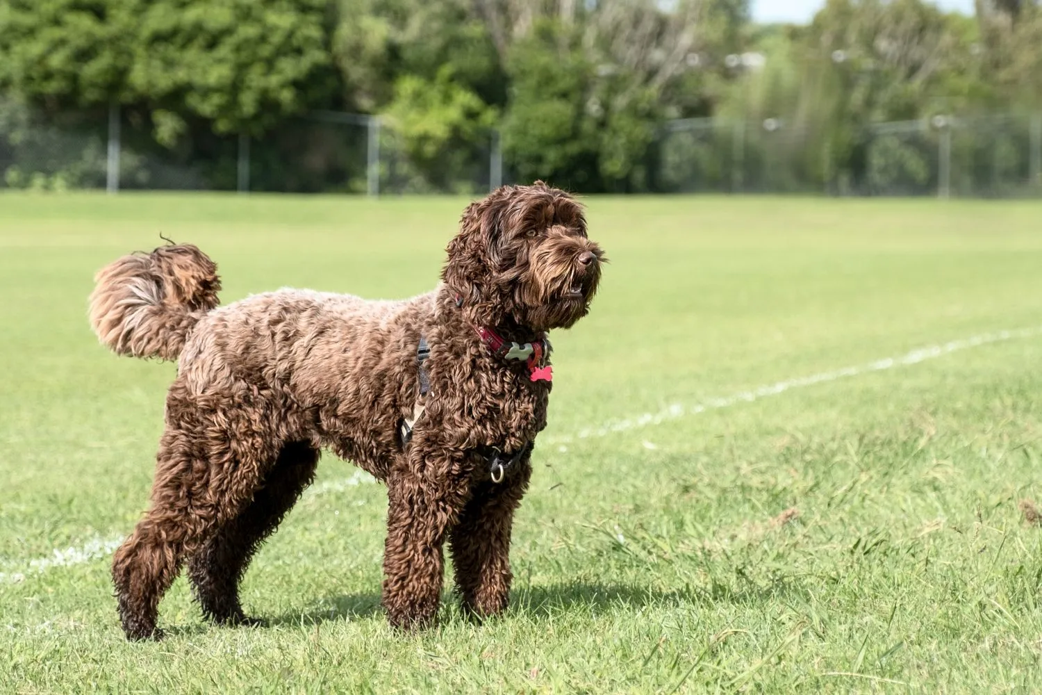 Labradoodle-hvalpe og opdrættere Her kan du finde Labradoodles-opdrættere i nærheden af dig.