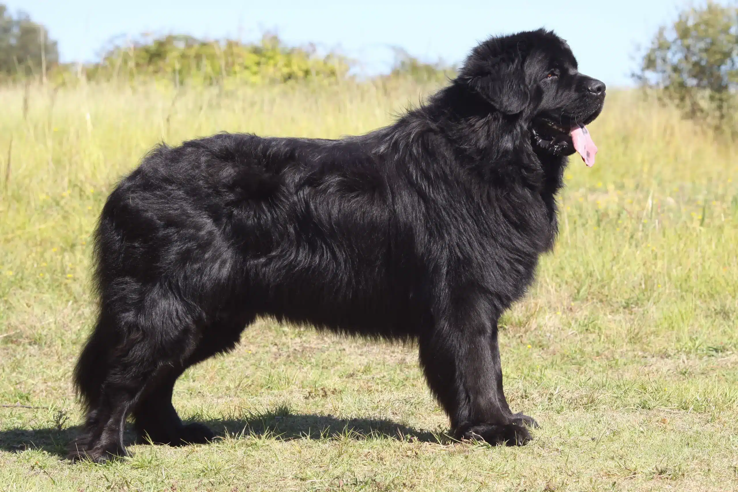 Read more about the article Newfoundland-opdrætter