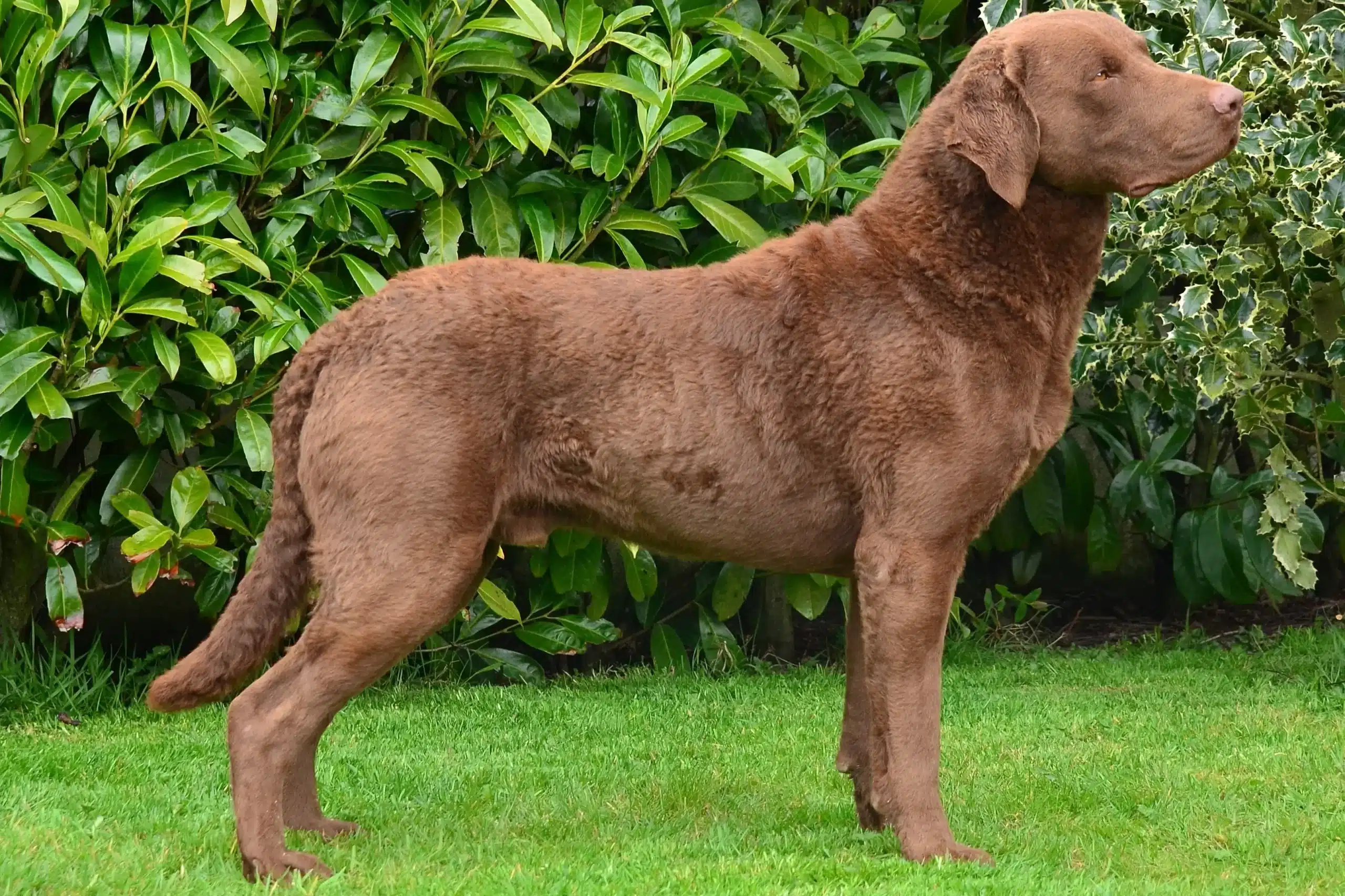 Read more about the article Chesapeake Bay Retriever-opdrætter
