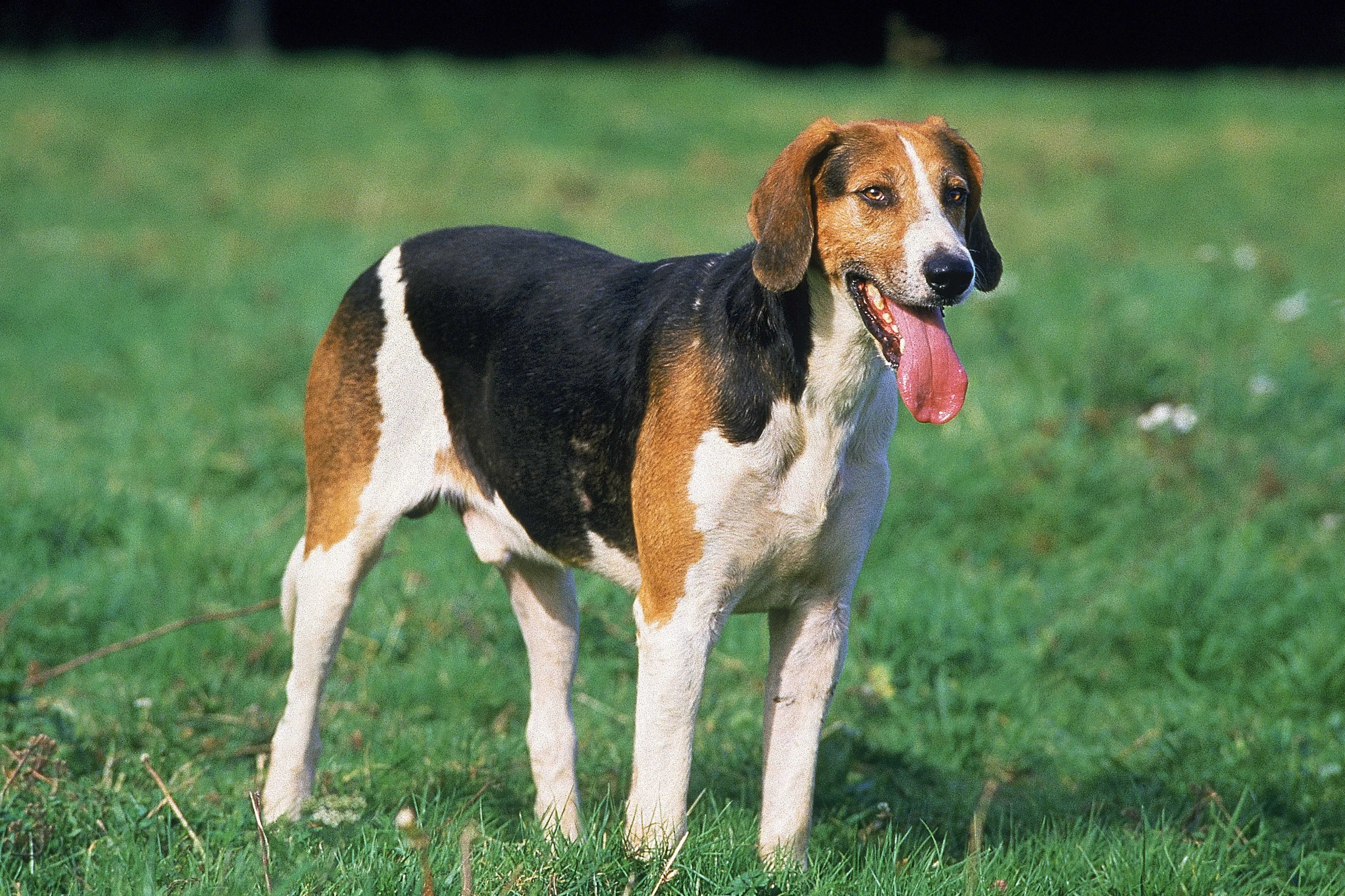 English Foxhound hvalpe og opdrættere Find opdrættere af engelske foxhounds i nærheden af dig.
