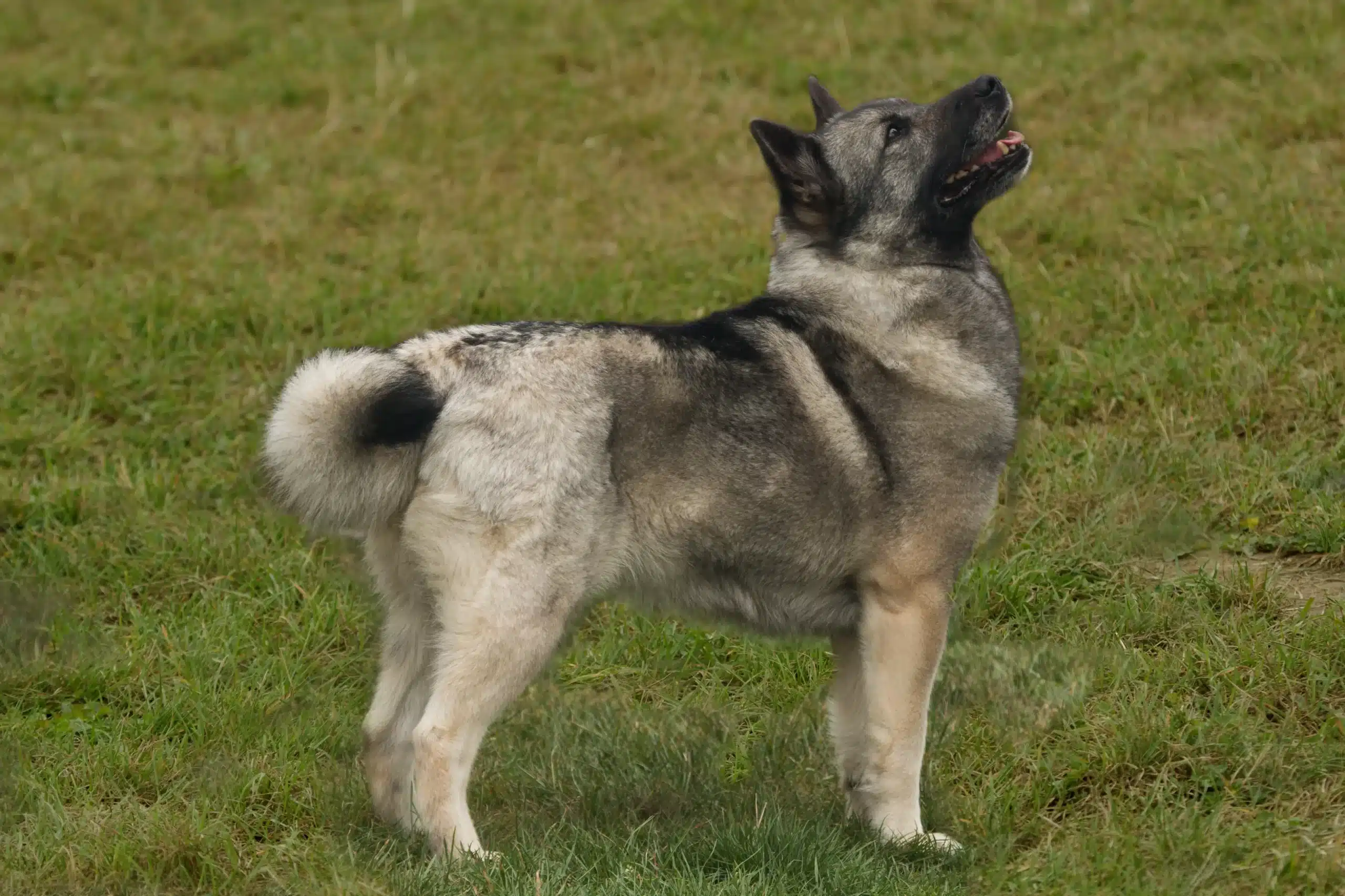 Read more about the article Opdrætter af norsk buhund