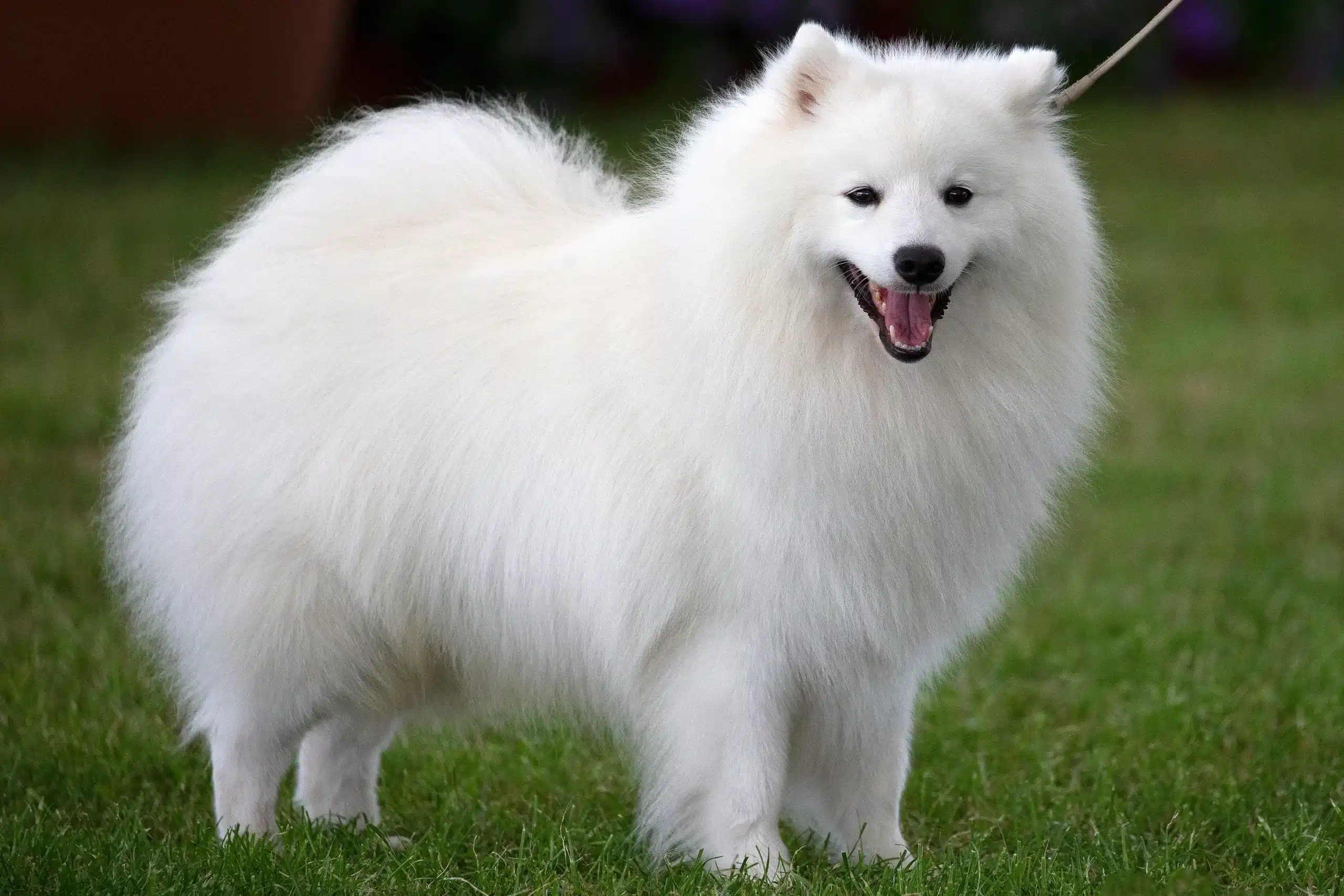 Read more about the article Spitz-opdrætter