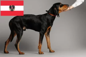 Read more about the article Black and Tan Coonhound-opdrættere og hvalpe i Østrig
