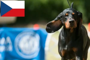 Read more about the article Black and Tan Coonhound-opdrættere og hvalpe i Tjekkiet