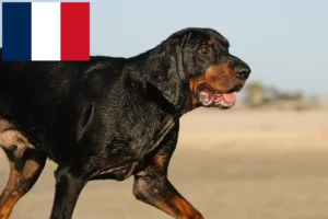 Read more about the article Black and Tan Coonhound-opdrættere og hvalpe i Frankrig