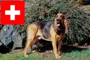 Read more about the article Blodhundeopdrættere og hvalpe i Schweiz
