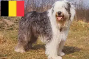 Read more about the article Bobtail-opdrættere og hvalpe i Belgien