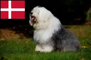 Read more about the article Bobtail-opdrættere og hvalpe i Danmark