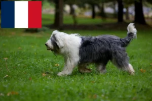 Read more about the article Bobtail-opdrættere og hvalpe i Frankrig