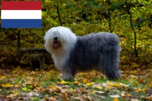 Read more about the article Bobtail-opdrættere og hvalpe i Holland