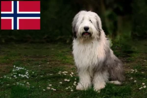 Read more about the article Bobtail-opdrættere og hvalpe i Norge