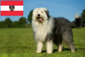 Read more about the article Bobtail-opdrættere og hvalpe i Østrig