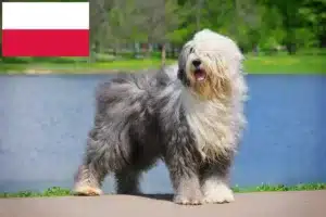 Read more about the article Bobtail-opdrættere og hvalpe i Polen