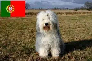Read more about the article Bobtail-opdrættere og hvalpe i Portugal