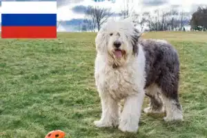 Read more about the article Bobtail-opdrættere og hvalpe i Rusland