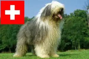 Read more about the article Bobtail-opdrættere og hvalpe i Schweiz