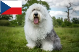 Read more about the article Bobtail-opdrættere og hvalpe i Tjekkiet