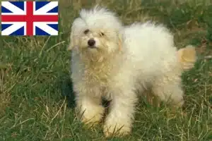 Read more about the article Bolognese-opdrættere og hvalpe i Storbritannien
