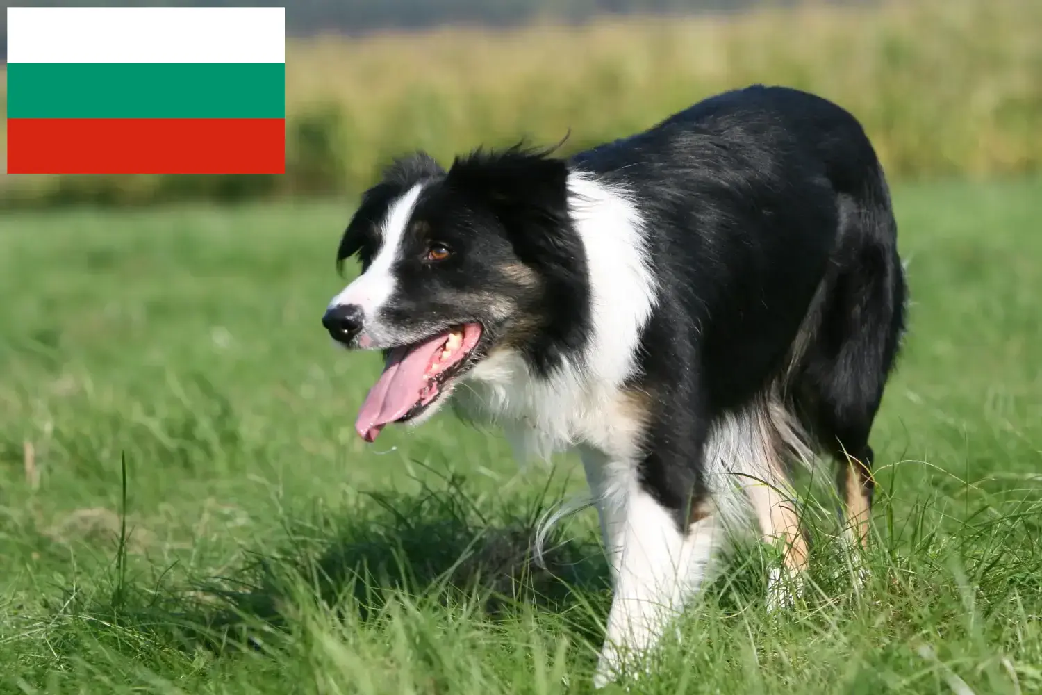 Border Collie-hvalpe og opdrættere Bulgarien Find Border Collies opdrættere i Bulgarien.
