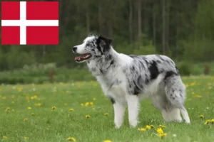 Read more about the article Border Collie opdrættere og hvalpe i Danmark