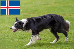 Read more about the article Border Collie opdrættere og hvalpe i Island