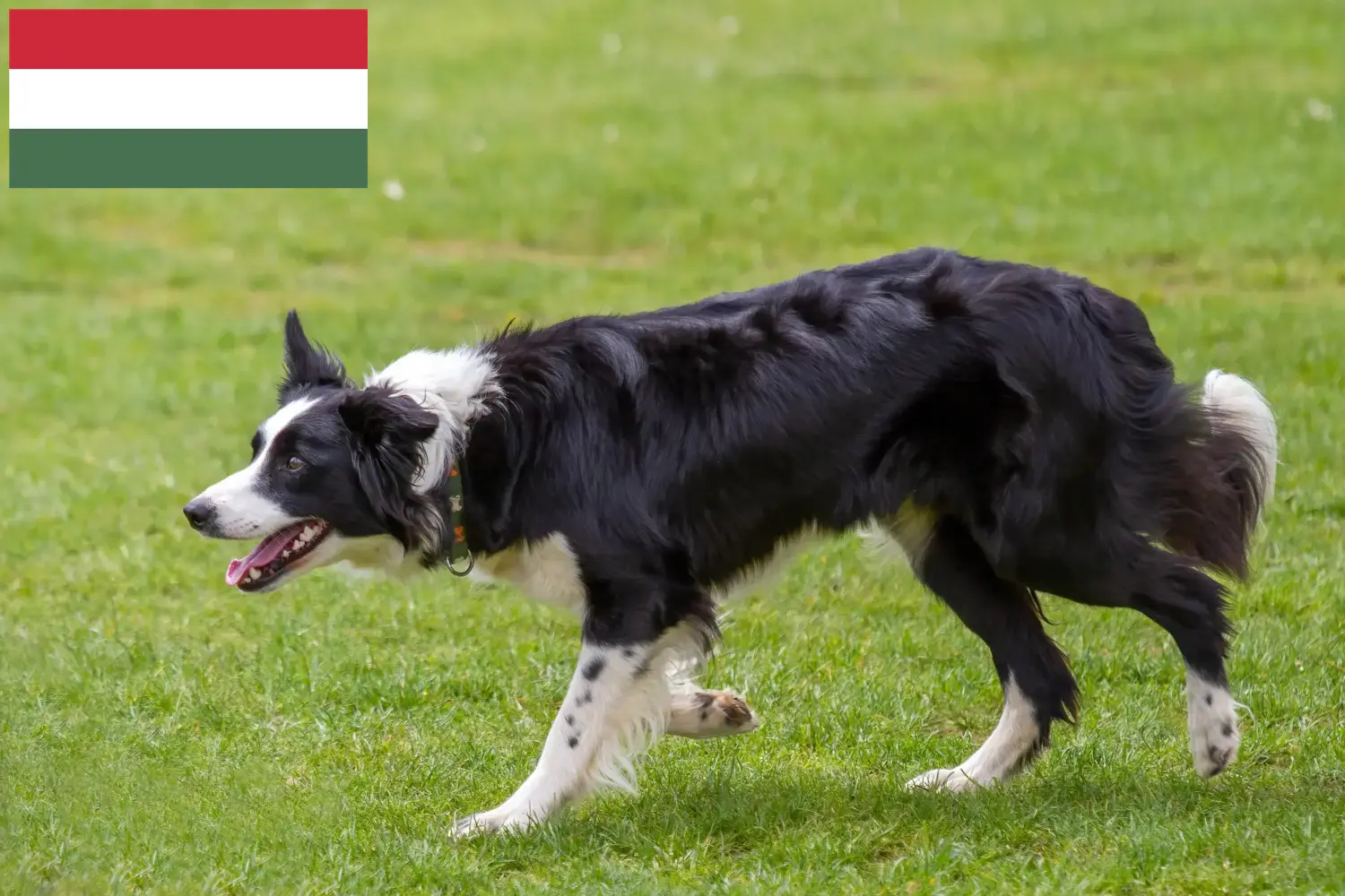 Border Collie hvalpe og opdrættere Ungarn Find Border Collies-opdrættere i Ungarn her.