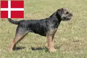 Read more about the article Border Terrier opdrættere og hvalpe i Danmark