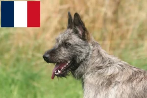 Read more about the article Bouvier des Ardennes opdrættere og hvalpe i Frankrig