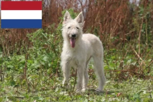 Read more about the article Bouvier des Ardennes opdrættere og hvalpe i Holland