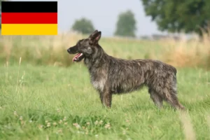 Read more about the article Bouvier des Ardennes opdrættere og hvalpe i Tyskland