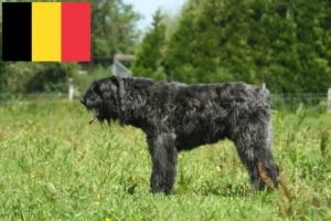Read more about the article Bouvier des Flandres opdrættere og hvalpe i Belgien