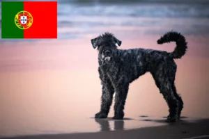 Read more about the article Bouvier des Flandres-opdrættere og hvalpe i Portugal