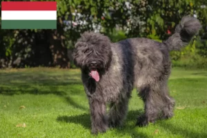 Read more about the article Bouvier des Flandres opdrættere og hvalpe i Ungarn