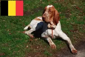Read more about the article Bracco Italiano opdrættere og hvalpe i Belgien