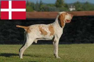 Read more about the article Bracco Italiano opdrættere og hvalpe i Danmark