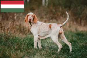 Read more about the article Bracco Italiano opdrættere og hvalpe i Ungarn