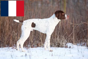 Read more about the article Braque français type Pyrénées opdrættere og hvalpe i Frankrig