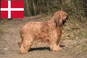 Read more about the article Briard-opdrættere og hvalpe i Danmark