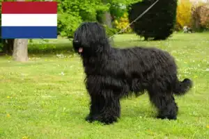 Read more about the article Briard-opdrættere og hvalpe i Holland