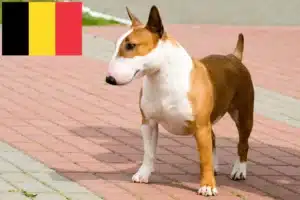Read more about the article Bull Terrier opdrættere og hvalpe i Belgien