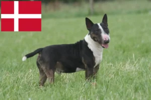 Read more about the article Bull Terrier opdrættere og hvalpe i Danmark