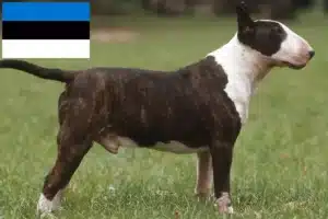 Read more about the article Bull Terrier-opdrættere og hvalpe i Estland