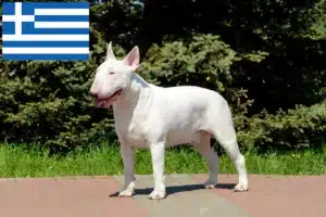 Read more about the article Bull terrier-opdrættere og hvalpe i Grækenland