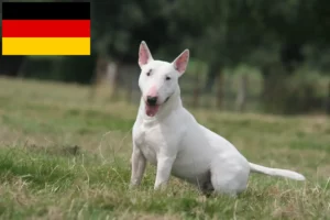 Read more about the article Bull Terrier-opdrættere og hvalpe i Tyskland